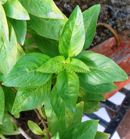  Leaves (Adaxial View)